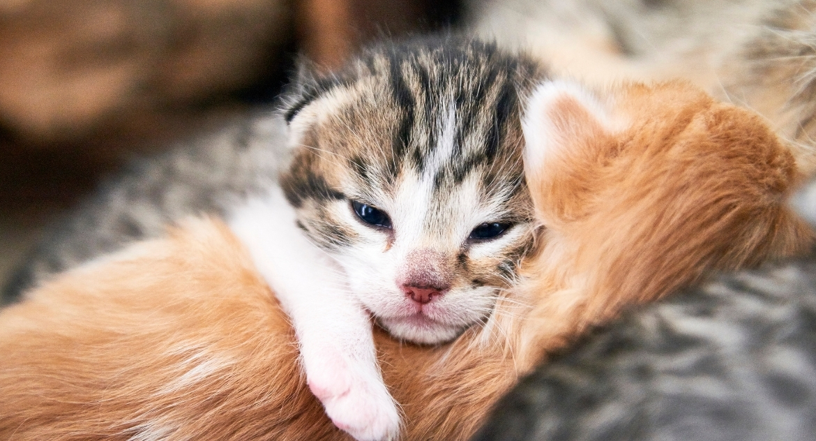 Помощь кошке во время родов в домашних условиях — Ветеринарная клиника  Импульс Харьков